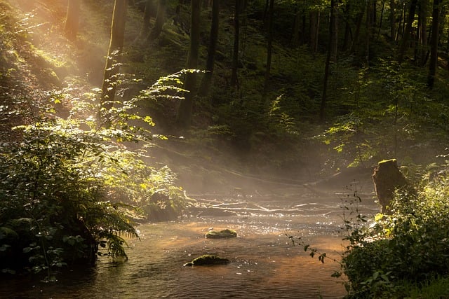 Fall, Summer, Forest image. Free for use.
